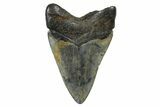 Fossil Megalodon Tooth - North Carolina #378104-1